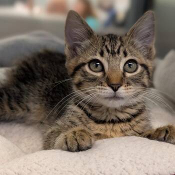 Tacoma -  Domestic Short Hair Cat for Adoption in Cape Girardeau, Missouri - Tacoma | PetCurious