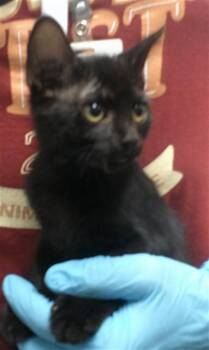 A478172 -  Domestic Short Hair Cat for Adoption in Oklahoma City, Oklahoma - A478172 | PetCurious