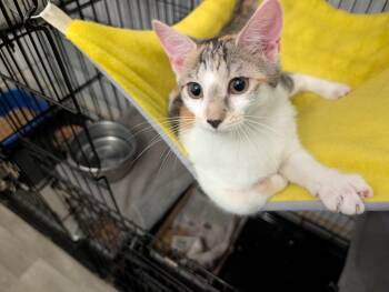 Daenarys -  Domestic Short Hair Cat for Adoption in Rocky Ridge, Maryland - Daenarys | PetCurious