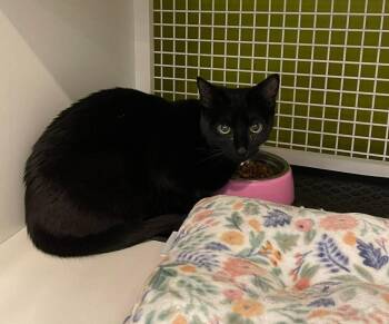 Domestic Short Hair Cats Available for Adoption in Virginia Beach, Virginia - Bubbles | PetCurious