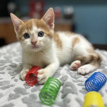 Sonny -  Domestic Short Hair Cat for Adoption in North Canton, Ohio - Sonny | PetCurious