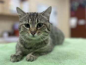 Domestic Short Hair Cats Available for Adoption - RUE | PetCurious
