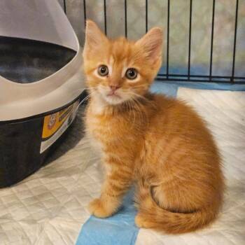 Sugar -  Domestic Short Hair Cat for Adoption in Jasper, Indiana - Sugar | PetCurious