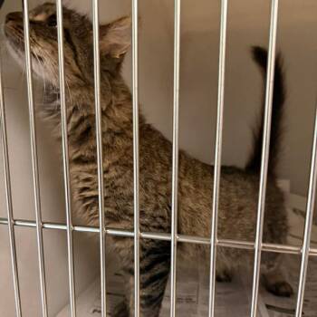 Domestic Long Hair Cats Available for Adoption in Washington, District Of Columbia - Tammy (16881) | PetCurious