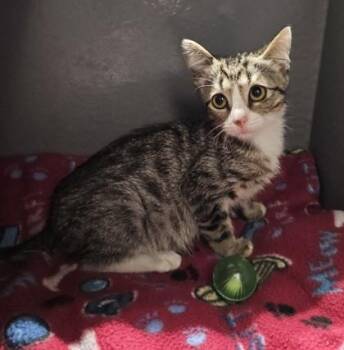 Tombo -  Domestic Short Hair Cat for Adoption in Fort Worth, Texas - Tombo | PetCurious