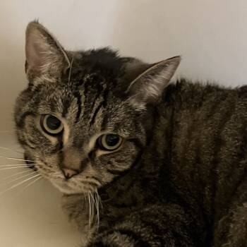 Rescue Domestic Short Hair Cats for Adoption in Leesburg, Florida - Dallas | PetCurious