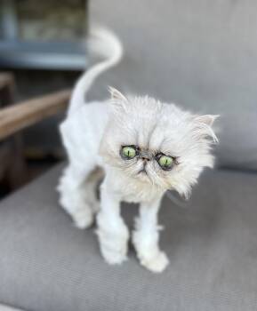 Persian Cats Available for Adoption in Valparaiso, Indiana - COOKIE | PetCurious