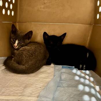 Gertrude -  Domestic Short Hair Cat for Adoption in New York, New York - Gertrude | PetCurious