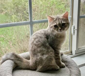 British Shorthair and Scottish Fold Cats Available for Adoption in Huntley, Illinois - Sylvie | PetCurious