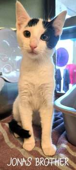 Jonas Brother -  Domestic Short Hair Cat for Adoption in Bossier City, Louisiana - Jonas Brother | PetCurious