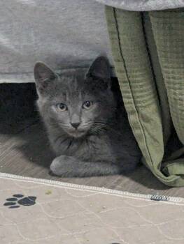 Tawiliger -  Domestic Short Hair Cat for Adoption in Calgary, Alberta - Tawiliger | PetCurious