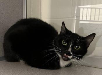 Domestic Short Hair Cats Available for Adoption in Stratham, New Hampshire - Cairn | PetCurious