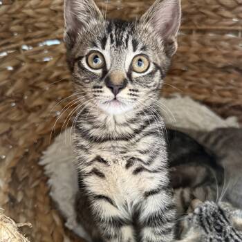 Kira -  Domestic Short Hair Cat for Adoption in Los Angeles, California - Kira | PetCurious