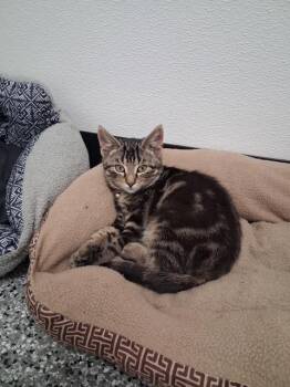 Bill -  Domestic Short Hair Cat for Adoption in Bryan, Ohio - Bill | PetCurious