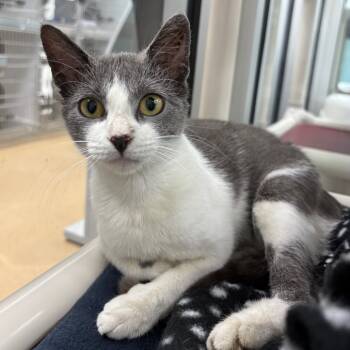 Rescue Domestic Short Hair Cats for Adoption in Corpus Christi, Texas - Mayflower | PetCurious