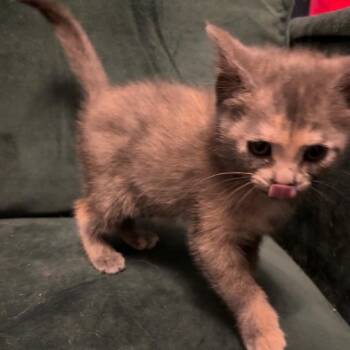 Armadillo -  Domestic Short Hair Cat for Adoption in Garfield, Arkansas - Armadillo | PetCurious