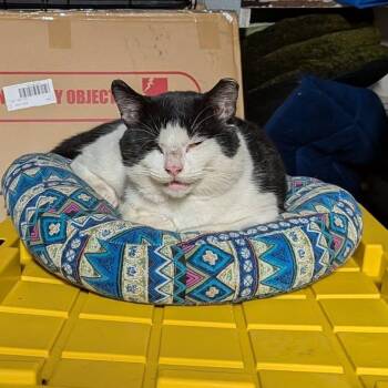 Wellington -  Domestic Short Hair Cat for Adoption in Bayonne, New Jersey - Wellington | PetCurious