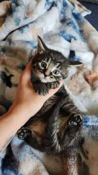 Fettuccine -  Domestic Medium Hair Cat for Adoption in Lorain, Ohio - Fettuccine | PetCurious