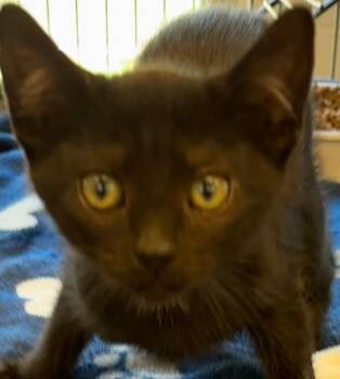 VENUS -  Domestic Short Hair Cat Available for Adoption in Elizabethton, Tennessee - VENUS | PetCurious
