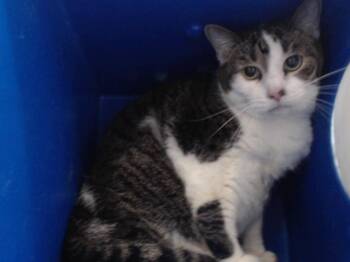 JENNY -  Domestic Short Hair Cat for Adoption in Orlando, Florida - JENNY | PetCurious