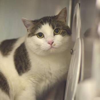Jill -  Domestic Short Hair Cat for Adoption in Belleville, Illinois - Jill | PetCurious