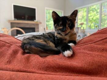 Ginny W -  Domestic Short Hair Cat for Adoption in Muskegon, Michigan - Ginny W | PetCurious