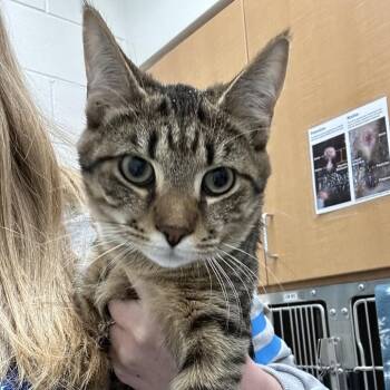 Domestic Short Hair Cats Available for Adoption - Noah - Chow Hound Knapp