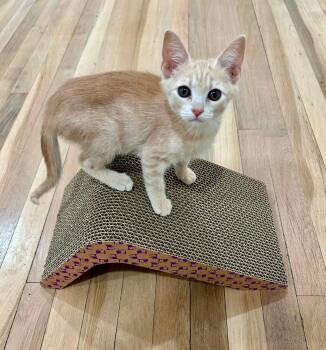 Lantana -  Domestic Short Hair Cat for Adoption in Shrewsbury, Massachusetts - Lantana | PetCurious