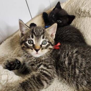 Danny Zuko -  Domestic Short Hair Cat for Adoption in Green Bay, Wisconsin - Danny Zuko | PetCurious