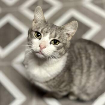 Domestic Short Hair Cats Available for Adoption - Furrari | PetCurious