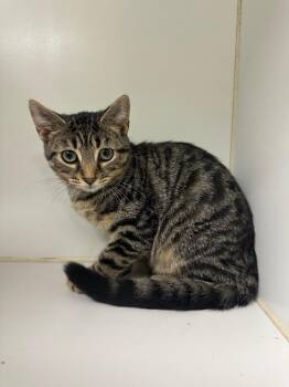 Sydney (Tom Pate) -  Domestic Short Hair Cat for Adoption in Johnson City, Tennessee - Sydney (Tom Pate) | PetCurious