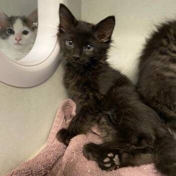 Guiness -  Domestic Long Hair Cat for Adoption in Dayton, Ohio - Guiness | PetCurious