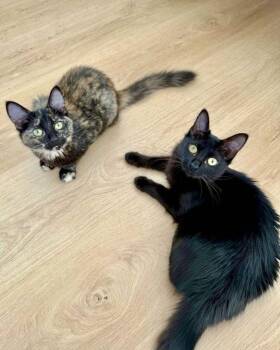 Domestic Medium Hair Cats Available for Adoption - Robin Buckley | PetCurious