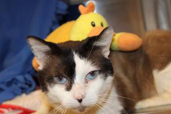 Snowshoe Cats Available for Adoption - CHOCO TACO | PetCurious