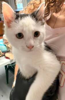Baldy -  Domestic Short Hair Cat for Adoption in Pottsville, Pennsylvania - Baldy | PetCurious