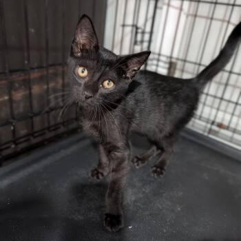 Crow -  Domestic Short Hair Cat for Adoption in Cape Girardeau, Missouri - Crow | PetCurious