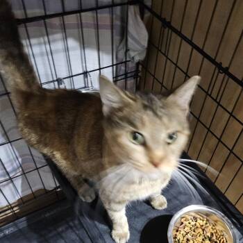 Toffee -  Domestic Short Hair Cat for Adoption in Edwardsville, Illinois - Toffee | PetCurious
