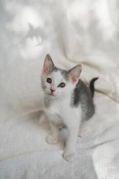 Manny -  Domestic Short Hair Cat for Adoption in Longmont, Colorado - Manny | PetCurious