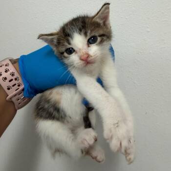 Lianne L2 -  Domestic Short Hair Cat for Adoption in Edinburg, Texas - Lianne L2 | PetCurious