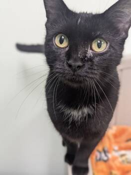 Rescue Domestic Short Hair Cats for Adoption in Batavia, Ohio - Tippy | PetCurious