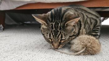 Rescue Domestic Short Hair Cats for Adoption in Derwood, Maryland - Jelly Roll | PetCurious