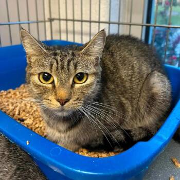 Barbara -  Domestic Short Hair Cat for Adoption in King George, Virginia - Barbara | PetCurious