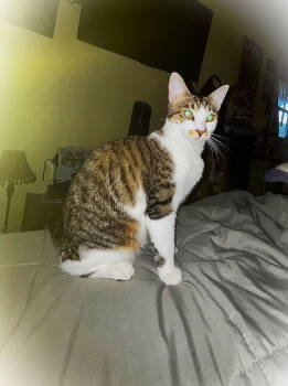 Rescue Domestic Short Hair Cats for Adoption in Tampa, Florida - Princess Leia | PetCurious