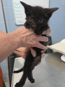 Publix -  Domestic Short Hair Cat for Adoption in Evansville, Indiana - Publix | PetCurious