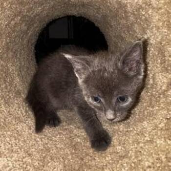 Russian Blue Cats Available for Adoption in Liverpool, Texas - Buster | PetCurious