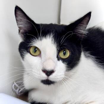 Shopee -  Domestic Short Hair Cat for Adoption in Hilton Head Island, South Carolina - Shopee | PetCurious