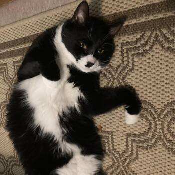 Pantha -  Domestic Short Hair Cat for Adoption - Pantha | PetCurious
