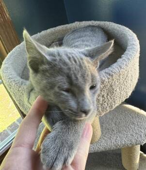 CJ -  Domestic Short Hair Cat for Adoption - CJ | PetCurious