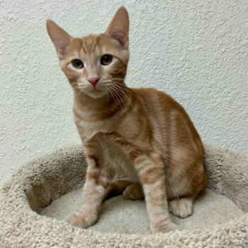 Rescue Tabby Cats for Adoption in Rushville, Illinois - Freddie | PetCurious