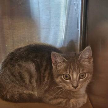 Domestic Short Hair Cats Available for Adoption - Poblano | PetCurious